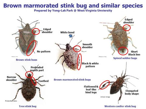 image of stink bus and similar species